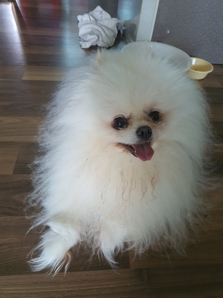 포메라니안 이미지 파일 입니다.